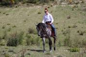Hongre espagnol polyvalent, 3 ans