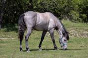 Hongre espagnol polyvalent, 3 ans