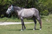 Hongre espagnol polyvalent, 3 ans