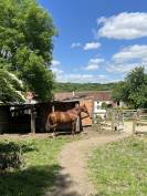 Pension Dressage et bien-être 