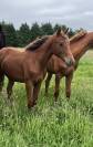 Fille de Qlassic bois Margot 1 ans 
