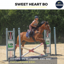 Ruin Volbloed Te koop 2021 Donker bruin / bai ,  IVANHOWE (GER)