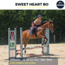 Ruin Volbloed Te koop 2021 Donker bruin / bai ,  IVANHOWE (GER)