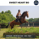 Ruin Volbloed Te koop 2021 Donker bruin / bai ,  IVANHOWE (GER)