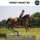 Ruin Volbloed Te koop 2021 Donker bruin / bai ,  IVANHOWE (GER)