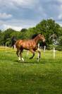 jeune cheval a vendre 