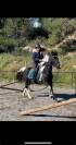 Ponette de 2009 