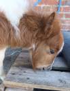 Petit poney de loisir pie 