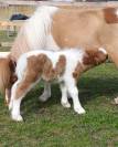 Étalon cheval miniature adorable 