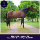 5 ans 1m67 beau cheval 