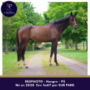 5 ans 1m67 beau cheval 