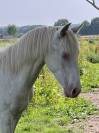Potro Otra Raza de Poni En venta 2024 Perlino
