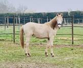 Colt Other Pony Breed For sale 2024 Perlino