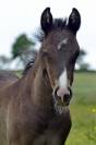 Pouliche Half Quarter Horse registre Américain 
