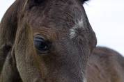 Pouliche Half Quarter Horse registre Américain 