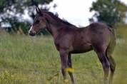 Pouliche Half Quarter Horse registre Américain 