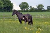 Pouliche Half Quarter Horse registre Américain 