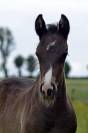 Pouliche Half Quarter Horse registre Américain 
