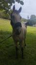 Jument a vendre 