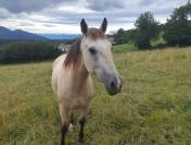 Jument a vendre 