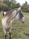 Jument a vendre 