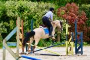 Ponette de loisir ou dressage à vendre