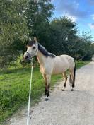Ponette de loisir ou dressage à vendre