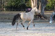 Ponette de loisir ou dressage à vendre