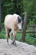 Ponette de loisir ou dressage à vendre