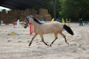 Ponette de loisir ou dressage à vendre