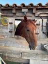 Jamaïca Bazoquain- Jument de 6 ans Trotteur