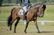Poney de Sport