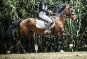 Poney de Sport