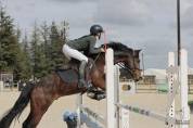 Poney de Sport
