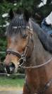 Poney de Sport