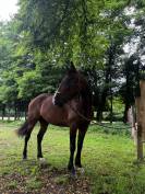 Trotteur français de 6ans 