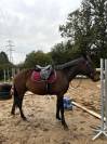Trotteur français de 6ans 