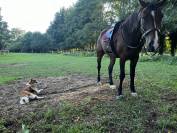 Trotteur français de 6ans 