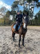 Trotteur français de 6ans 