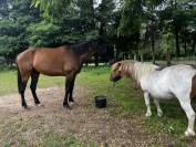 Trotteur français de 6ans 