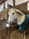 A vendre poney pour AS2/AS1