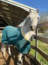 A vendre poney pour AS2/AS1