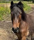Poney 5 ans - idéal pour poney club