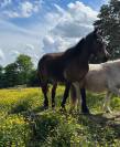 Poney 5 ans - idéal pour poney club