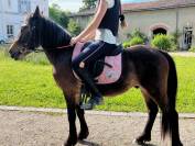Poney 5 ans - idéal pour poney club