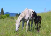 Potro Cheval de Selle Italien En venta 2025 Bayo moreno por CASALITO