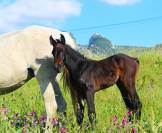 Potro Cheval de Selle Italien En venta 2025 Bayo moreno por CASALITO