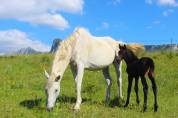 Potro Cheval de Selle Italien En venta 2025 Bayo moreno por CASALITO