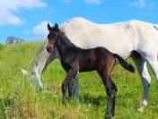 Potro Cheval de Selle Italien En venta 2025 Bayo moreno por CASALITO