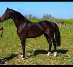 Potro Cheval de Selle Italien En venta 2025 Bayo moreno por CASALITO